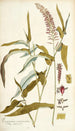 Paspalum racemosum - Nikolaus Joseph Freiherr von Jacquin — artwork view