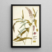 Paspalum racemosum - Nikolaus Joseph Freiherr von Jacquin — framed artwork on a wall