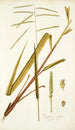 Paspalum virgatum - Nikolaus Joseph Freiherr von Jacquin — artwork view