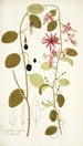 Passiflora cuprea - Nikolaus Joseph Freiherr von Jacquin — artwork view