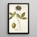 Passiflora incarnata - Nikolaus Joseph Freiherr von Jacquin — framed artwork on a wall