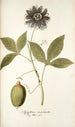 Passiflora incarnata - Nikolaus Joseph Freiherr von Jacquin — artwork view
