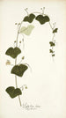 Passiflora lutea - Nikolaus Joseph Freiherr von Jacquin — artwork view
