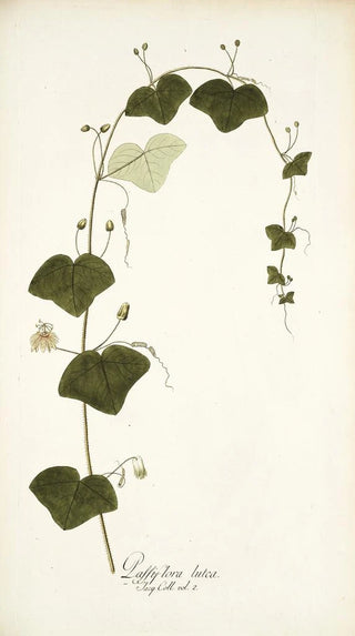 Nikolaus Joseph Freiherr von Jacquin - Passiflora lutea.webp