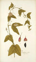Passiflora rubra - Nikolaus Joseph Freiherr von Jacquin — artwork view