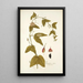 Passiflora rubra - Nikolaus Joseph Freiherr von Jacquin — framed artwork on a wall