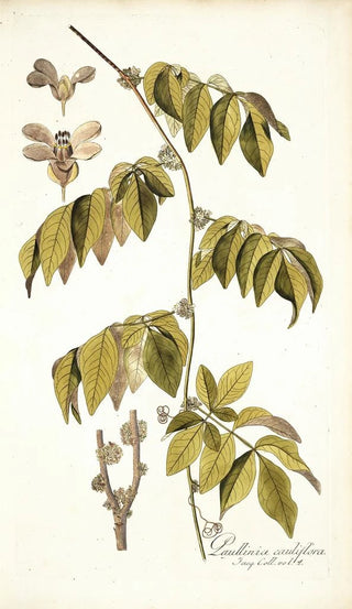 Nikolaus Joseph Freiherr von Jacquin - Paullinia cauliflora.webp