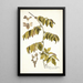 Paullinia cauliflora - Nikolaus Joseph Freiherr von Jacquin — framed artwork on a wall