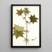 Pavonia urens - Nikolaus Joseph Freiherr von Jacquin — framed artwork on a wall