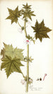 Pavonia urens - Nikolaus Joseph Freiherr von Jacquin — artwork view