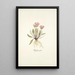 Pedicularis rosea - Nikolaus Joseph Freiherr von Jacquin — framed artwork on a wall