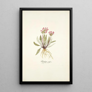 Nikolaus Joseph Freiherr von Jacquin - Pedicularis rosea.webp