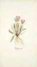Pedicularis rosea - Nikolaus Joseph Freiherr von Jacquin — artwork view