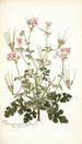Pelargonium anemonaefolium - Nikolaus Joseph Freiherr von Jacquin — artwork view