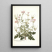 Pelargonium anemonaefolium - Nikolaus Joseph Freiherr von Jacquin — framed artwork on a wall
