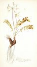 Pelargonium astragalifolium - Nikolaus Joseph Freiherr von Jacquin — artwork view