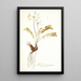 Pelargonium astragalifolium - Nikolaus Joseph Freiherr von Jacquin — framed artwork on a wall