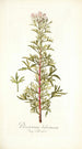 Pelargonium balsameum - Nikolaus Joseph Freiherr von Jacquin — artwork view