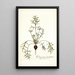 Pelargonium barbatum - Nikolaus Joseph Freiherr von Jacquin — framed artwork on a wall