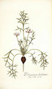 Pelargonium barbatum - Nikolaus Joseph Freiherr von Jacquin — artwork view