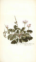 Pelargonium betonicum - Nikolaus Joseph Freiherr von Jacquin — artwork view