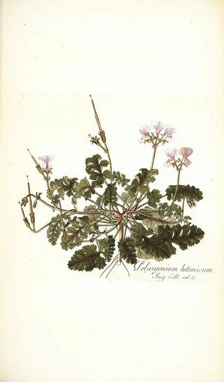 Nikolaus Joseph Freiherr von Jacquin - Pelargonium betonicum.webp