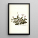 Pelargonium betonicum - Nikolaus Joseph Freiherr von Jacquin — framed artwork on a wall