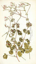 Pelargonium bullatum - Nikolaus Joseph Freiherr von Jacquin — artwork view