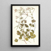 Pelargonium bullatum - Nikolaus Joseph Freiherr von Jacquin — framed artwork on a wall