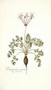 Pelargonium carneum - Nikolaus Joseph Freiherr von Jacquin — artwork view