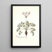 Pelargonium carneum - Nikolaus Joseph Freiherr von Jacquin — framed artwork on a wall