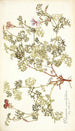 Pelargonium caucalifolium - Nikolaus Joseph Freiherr von Jacquin — artwork view