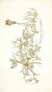 Pelargonium chamaedryfolium - Nikolaus Joseph Freiherr von Jacquin — artwork view