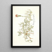Pelargonium chamaedryfolium - Nikolaus Joseph Freiherr von Jacquin — framed artwork on a wall