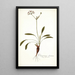 Pelargonium ciliatum - Nikolaus Joseph Freiherr von Jacquin — framed artwork on a wall