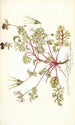 Pelargonium coriandrifolium - Nikolaus Joseph Freiherr von Jacquin — artwork view