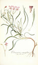 Pelargonium coronopifolium - Nikolaus Joseph Freiherr von Jacquin — artwork view