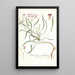 Pelargonium coronopifolium - Nikolaus Joseph Freiherr von Jacquin — framed artwork on a wall