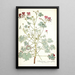Pelargonium cortusaefolium - Nikolaus Joseph Freiherr von Jacquin — framed artwork on a wall
