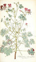 Pelargonium cortusaefolium - Nikolaus Joseph Freiherr von Jacquin — artwork view