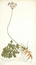 Pelargonium daucoides - Nikolaus Joseph Freiherr von Jacquin — artwork view