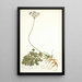 Pelargonium daucoides - Nikolaus Joseph Freiherr von Jacquin — framed artwork on a wall