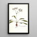 Pelargonium depressum - Nikolaus Joseph Freiherr von Jacquin — framed artwork on a wall