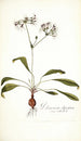 Pelargonium depressum - Nikolaus Joseph Freiherr von Jacquin — artwork view