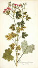 Pelargonium fuscatum - Nikolaus Joseph Freiherr von Jacquin — artwork view