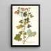 Pelargonium fuscatum - Nikolaus Joseph Freiherr von Jacquin — framed artwork on a wall