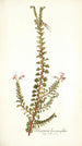 Pelargonium hermanniaefolium - Nikolaus Joseph Freiherr von Jacquin — artwork view