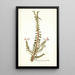 Pelargonium hermanniaefolium - Nikolaus Joseph Freiherr von Jacquin — framed artwork on a wall