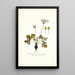 Pelargonium heterophyllum - Nikolaus Joseph Freiherr von Jacquin — framed artwork on a wall
