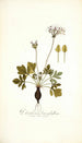 Pelargonium heterophyllum - Nikolaus Joseph Freiherr von Jacquin — artwork view